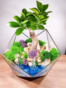 Флорариум с фикусом и водоёмом